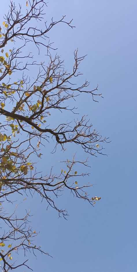 December Snap, Sky Nature Aesthetic, Picture Editing Ideas, Awsome Pictures, Blue Sky Wallpaper, Mystic Illustration, Bangalore City, Delhi Metro, Guppy Fish