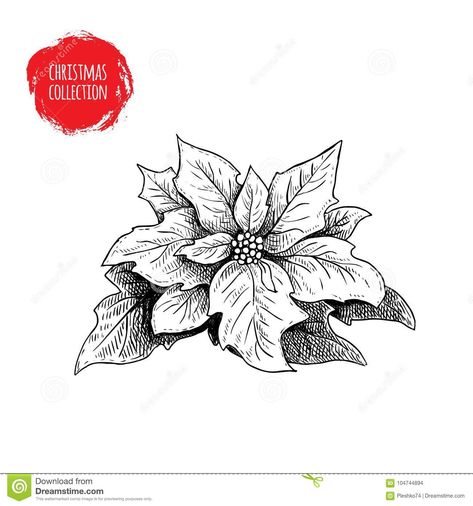 Ponsietta Tattoo, Pointsetta Flower Drawing, Winter Flowers Tattoo, Poinsetta Tattoo Design, Poinsettia Sketch, Christmas Flowers Drawing, Poinsettia Drawing, Christmas Flowers Poinsettia, Husky Tattoo