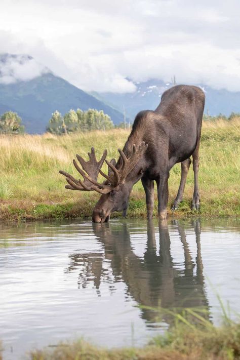 AWCC Bull Moose by Doug Lindstrand Alaska Moose, Moose Pictures, Alaska Photography, Alaska Wildlife, Visit Alaska, Bull Moose, Virtual Field Trips, Still Photography, Woodland Forest