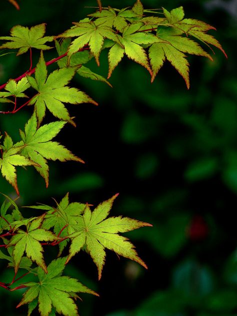 Japanese Maple Tree, Airbrush Art, Japanese Maple, Tree Hugger, Tree Leaves, Green Nature, Jolie Photo, Nature Wallpaper, Flowers And Leaves