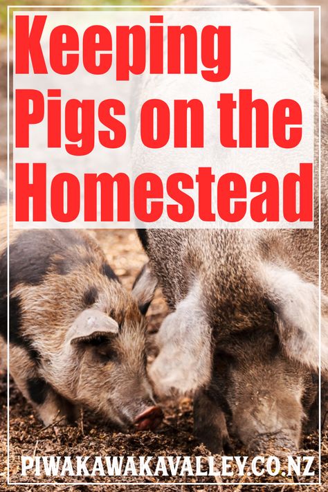 Meat Pigs, Keeping Pigs, Best Farm Animals, Start A Homestead, The House On Mango Street, Farm Hacks, Farmhouse Life, Homesteading Animals, Homesteading Tips