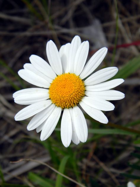 Daisy Reference, Daisy Flower Pictures, Natural Forms Gcse, Flower Lockscreen, Daisy Plant, Oxeye Daisy, Marguerite Daisy, Daisy Petals, Family Flowers