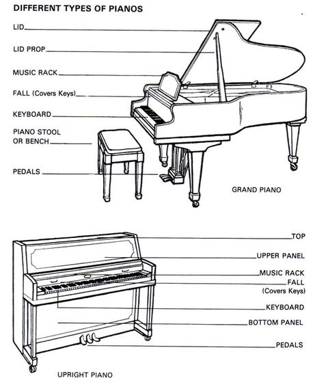 Baby Grand Piano Studio Singing, Types Of Pianos, Piano Worksheets, Group Piano Lessons, Piano Pedagogy, Acoustic Piano, Basic Anatomy, Keyboard Lessons, Piano Lessons For Beginners