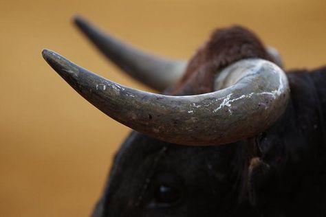 Bull With Horns, Blood Sport, French Horns, Taurus Art, Profile Images, Easter Festival, Old Blood, Bull Horns, Animal Rights Activist