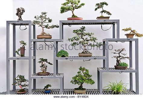 Bonsai Nursery, Japanese Bonsai Tree, Montreal Botanical Garden, Bonsai Forest, Garden Bonsai, Pre Bonsai, Bonsai Tree Care, Indoor Bonsai Tree, Mini Bonsai