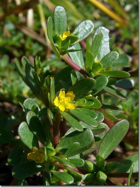 Increasing my edible acumen and the double identities of some of my favourite tropical plants Purslane Plant, Edible Wild Plants, Portulaca Oleracea, Plant Problems, Wild Edibles, Wild Food, Wild Plants, Edible Plants, Edible Flowers