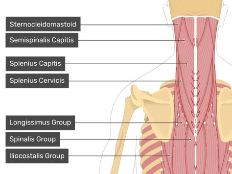 Semispinalis Capitis, Anatomy Trains, Skeleton Muscles, Axial Skeleton, Occipital Neuralgia, Spinal Column, Upper Arms, The Skull, Muscles