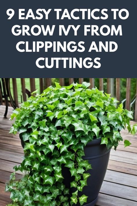 Discover the art of propagation with our step-by-step guide on how to grow ivy from clippings and cuttings. Whether you're an experienced gardener or just starting out, this simple technique can bring lush greens into your home effortlessly. Learn the best practices for preparing the cuttings, providing proper care, and watching your new ivy plants thrive. Cultivate a green thumb and beautify your space by propagating ivy in a sustainable and cost-effective way. Propagating Ivy, Types Of Ivy, Ivy Plant Indoor, Ivy Plant, Rooting Hormone, Ivy Plants, Small Greenhouse, Plant Ideas, Potting Soil