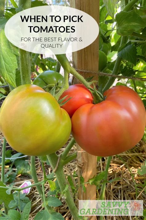 When To Pick Tomatoes From Garden, When To Pick Tomatoes, Picking Tomatoes, Zone 9 Gardening, Cherry Tomato Plant, Tomato Season, Zone 9, Organic Tomatoes, Garden Veggies