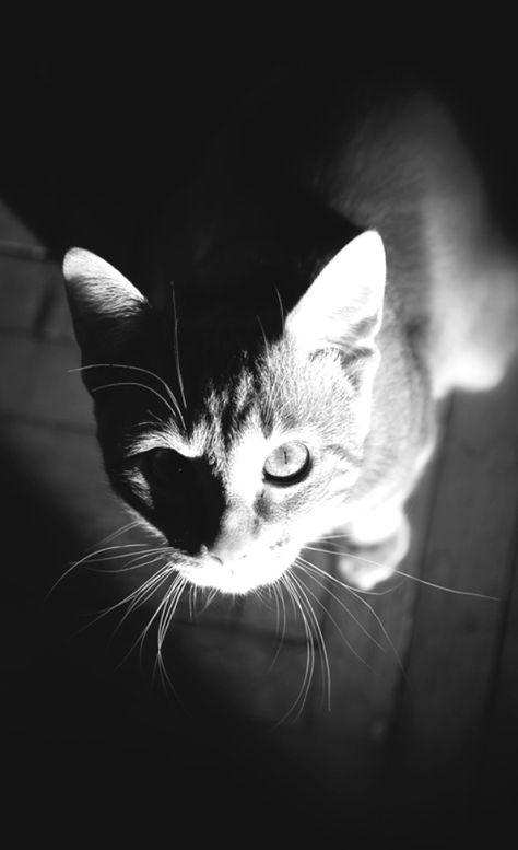 Black and White My favorite photo Cat Asthetics Photos, Asthetics Photos, White Animals, 3 Cats, Black And White Cat, Cat Photos, Favorite Animals, Ginger Cats, Black N White Images