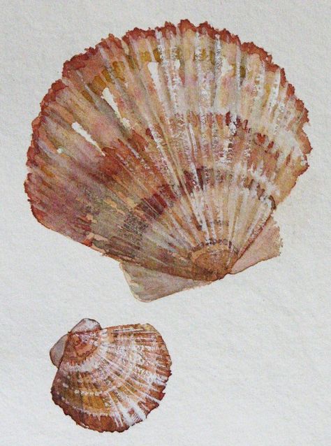 Shell Drawing, Natural Form Art, Wallpaper 2024, Art Coquillage, Sea Life Art, Watercolor Journal, Arte Inspo, Arte Sketchbook, A Level Art