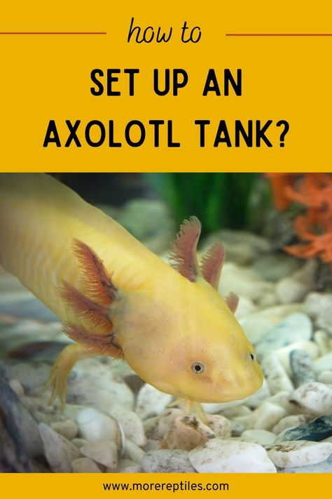 Learn how to create the perfect axolotl tank and provide the best environment for your pet. #AxolotlTank #MoreReptiles Axolotl Habitat, Axolotl Tank Set Up, Axolotl Names Ideas, Axolotl Tank Ideas, Axolotl Care, Axolotl Tank, Reptile Habitat, Cool Tanks, Good Environment