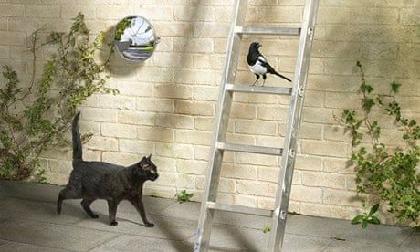 Cat Ladder, Psychological Effects, Broken Mirror, Marketing Concept, Friday The 13th, Mirror Image, Magpie, Ladder Decor, Black Cat