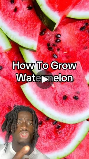 422K views · 116K reactions | How To Grow Watermelon 🌱🍉💜 #watermelon #nature #howto #spiritual #spirituality | Arcaze Thompson | arcazecansee · Original audio How To Plant Watermelon, Growing Watermelon From Seed, Grow Foods, Grow Watermelon, Garden Soil Mix, How To Grow Watermelon, Watermelon Plant, Herbal Plants, Juicer Recipes