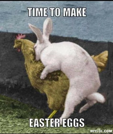 Bunny Meme, Easter Egg Bunny, Easter Photos, Easter Humor, Weird Pictures, Memes Humor, A Chicken, White Rabbit, Animal Memes