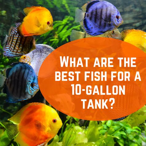 Aquarium Setup Ideas, Best Aquarium Fish, 10 Gallon Fish Tank, Cory Catfish, Tropical Freshwater Fish, Catfish Fishing, Aquarium Setup, Freshwater Aquarium Fish, Setup Ideas