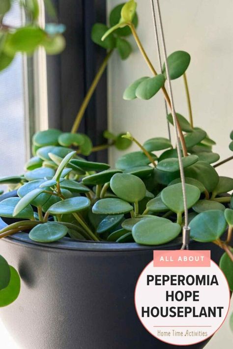 Grow a happy Peperomia Hope plant with these care tips. Get lighting, water and soil requirements. My healthy plant is 2 years and growing. I love the cascading trails! Learn all about this indoor houseplant at www.hometimeactivities.com. Peperomia Hope, Hope Light, Peperomia Plant, Plant Home, Things To Do At Home, Potted Houseplants, Fun Activities To Do, Time Activities, Snake Plant