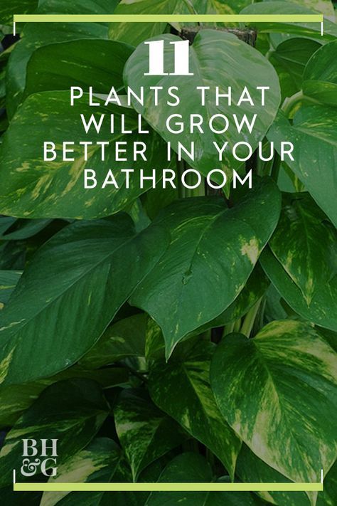 Succulents In Bathroom, Bathroom House Plants, Toilet Plants Ideas, Best Shower Plants, Plant Bathroom Ideas, Plants In Shower Ideas, Plants In Bathroom Ideas, Bathroom Ideas With Plants, Plants In Bathrooms