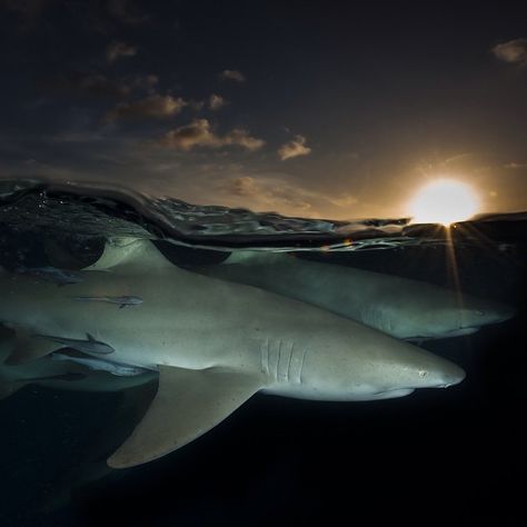 Photo by @daviddoubilet . A pair of lemon sharks patrol the surface at sunset in the Bahamas. This Caribbean country is a shark sanctuary where thousands of photographers filmmakers and families travel to dive with and learn about sharks in their environment. Global Shark populations have declined 90% for some species due to harvest of their fins for a bland bowl of shark fin  soup a signature of wealth and status. With @natgeo @natgeocreative #shark #beauty #ocean #explore #sunset #Bahamas #mar Shark Pictures, Beautiful Sea Creatures, Shark Fin, Cute Shark, Shark Week, Marine Biology, The Bahamas, Marine Animals, Ocean Creatures