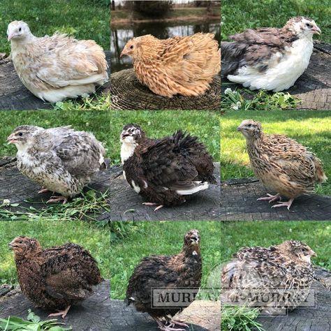 McMurray Hatchery Assorted Coturnix Quail Chicks Coturnix Quail Colors, Cortunix Quail, Quail Colors, Quail Farming, Diy Coop, Quail Chicks, Coturnix Quail, Button Quail, Quail Coop