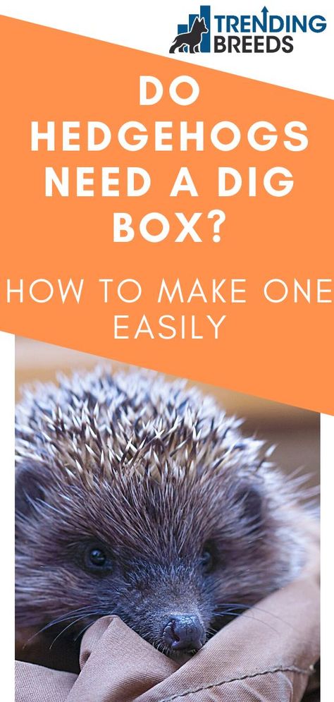 Hedgehog Accessories Diy, Hedgehog Enrichment, Hedgehog Dig Box Ideas, Hedgehog Habitat Ideas, Hedgehog Cages, Hedgehog Cage Ideas, Diy Hedgehog Toys, Hedgehog Treats, Hedgehog Bath