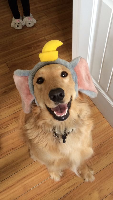 OK I'll be Dumbo but can we get a stunt man for that flying scene? Stunt Man, Silly Dogs, Dog Wallpaper, Golden Retriever Puppy, Retriever Puppy, Cute Dogs And Puppies, Cute Animal Photos, Golden Retrievers