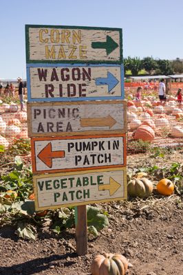 Pick Your Own Pumpkin Patch, U Pick Farm Ideas, Pumpkin Patch Business Ideas, Pumpkin Patch Business, Flower Maze, Pumpkin Patch Activities, Agri Tourism, Farm Tourism, Pumpkin Patch Kids