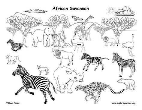 African Grassland Animals (Labeled) – Coloring Nature Savannah Habitat, Grassland Drawing, Grassland Animals, Habitat Diorama, Grassland Biome, Savanna Grassland, Habitat Project, Diorama Project, Savanna Animals