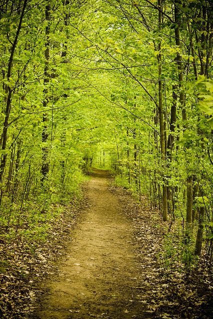 Sacred Grove, Palmyra, New York. One of the most beautiful places that i've had the opportunity to visit! Palmyra New York, Sacred Grove, Sacred Groves, Illinois Chicago, Joseph Smith, Church History, Sacred Places, The Grove, Upstate New York