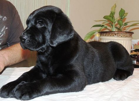 Dog Breeds Labrador, Black Labrador Retriever Puppy, English Black Lab, Chocolate Dogs, English Lab Puppies, Boo Dog, Rescue Puppy, Black Labrador Puppy, Labrador Dogs