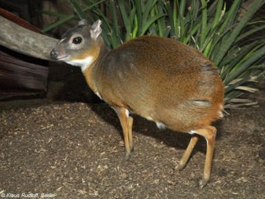 Royal antelope Fantasy Antelope, Pronghorn Antelope, Royal Antelope, Mouse Deer, Waterbuck Antelope, Congo River, Gerenuk Antelope, River Monsters, Nocturnal Animals