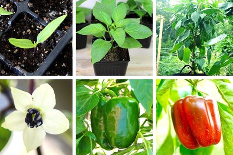 Bell Pepper Plant Growth Stages (Day 1-120 w/Pictures) Plant Growth Stages, Pepper Varieties, Bell Pepper Plant, Freezing Peppers, Pickled Banana Peppers, Homemade Gummy Bears, Growing Bell Peppers, Cayenne Pepper Sauce, Cranberry Turkey