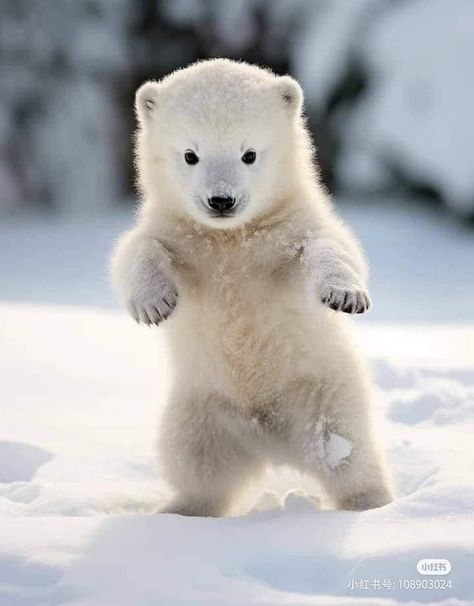 Photo Ours, Polar Bear Images, Baby Polar Bears, Cute Wild Animals, Polar Bears, Cute Animal Photos, Cute Animal Pictures, Animal Photos, Little Animals