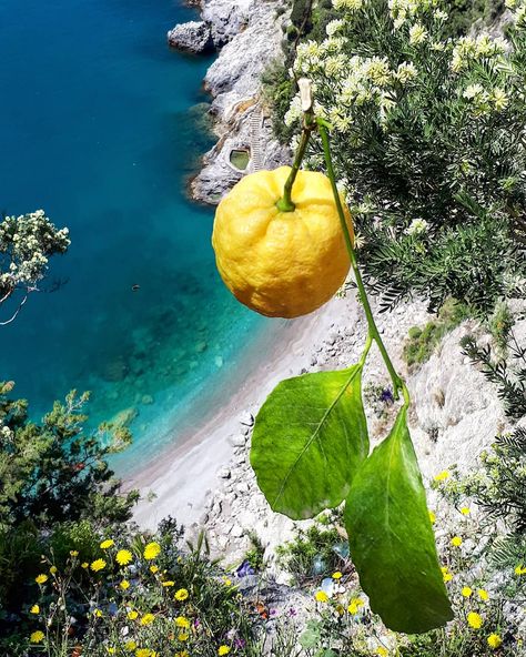 Amalfi Coast Italy Lemon Orchard, Amalfi Coast Travel, Yellow Aesthetic Pastel, Traveling Abroad, Summer Escape, Positano, Amalfi Coast, Travel Insurance, Amalfi