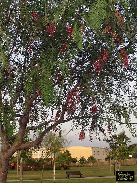 Peruvian Pepper (Schinus molle, Falsopepe) is an evergreen tree that grows to 15 meters (50 feet). It is native to the Peruvian Andes. Although not related to commercial pepper (Piper nigrum) the pink/red berries, like the berries of its close relative the Brazilian pepper (S. terebinthifolius), are sold as pink peppercorns and often blended with commercial pepper. Peppercorn Tree, Desert Homestead, Piper Nigrum, Pepper Tree, Spice Garden, Jungle Gardens, Tree Species, Cellar Door, Unique Trees