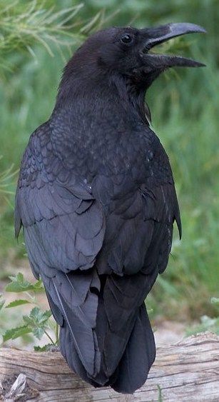 Black Bird Drawing, Raven Reference, Crow Reference, Crow Magic, Raven Drawing, Crow Or Raven, Crows And Ravens, Pet Raven, Raven Photography