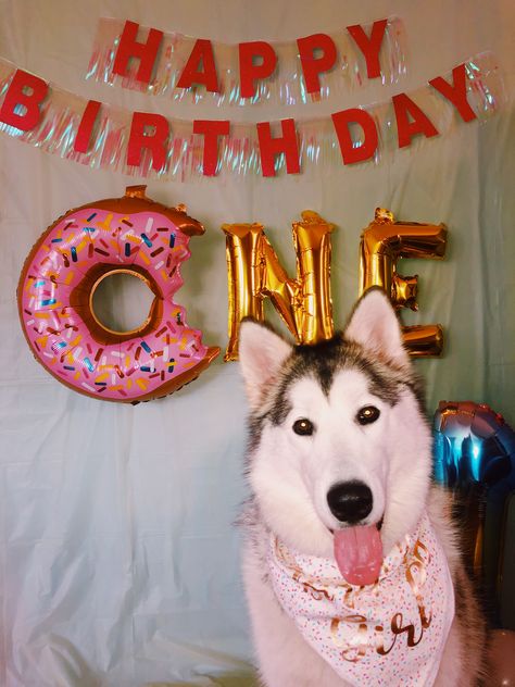 Wild One Dog Birthday, Dogs First Birthday Ideas, Dogs First Birthday, Wild One Dog, Dog Bday, Dog Themed Birthday, Dog First Birthday, Dog Themed Birthday Party, Celebrating Birthday