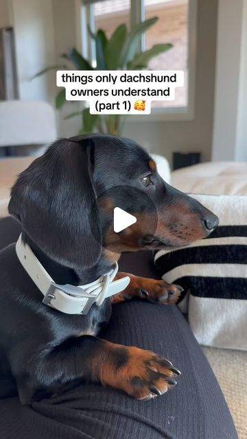 Rover 🐾 mini dachshund on Instagram: "i swear every dachshund has the same personality 😂🥹 #minidachshund #dachshundpuppy #minidachshundpuppy #puppylove #doxiesofinstagram #dachshundsofinstagram #dachshundlife #puppygram #dachshundaddict" Dachshund Dog Funny, Dapple Dachshund Puppy Names, Dauschaund Puppies, Dashund Dogs, Cute Dachshunds, Mini Daschund, Doxie Humor, Dapple Dachshund Miniature, Silver Dapple Dachshund