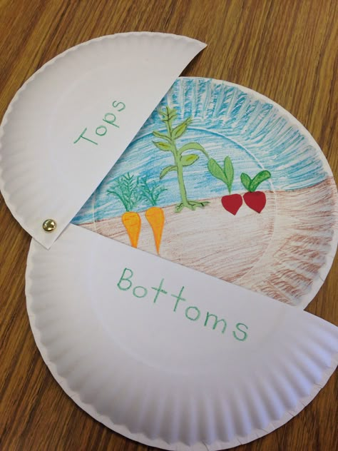 POSITION : TOP/BOTTOM  A craft for Tops and Bottoms by Janet Stevens Farming Activities For Kindergarten, Agriculture Activities For Kids, Farmer Duck, Giant Garden, Garden Unit, Plants Unit, Tops And Bottoms, Kindergarten Science, Plant Science