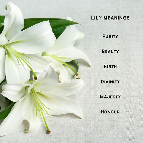 Peace Lily Meaning, Lily Name, Meaning Of Lily Flower, Lilies Meaning, What Do Lilies Represent, Lily Meaning Flower, Lily Name Meaning, White Lily Meaning, Lily Jordan