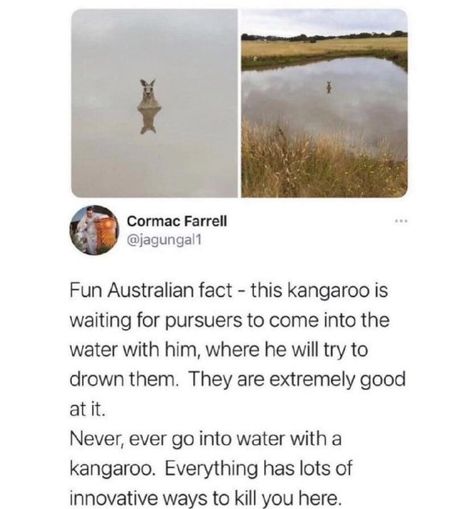 Water Meme, Into The Water, Animal Facts, The More You Know, Fun Fact, Animal Memes, Cute Funny Animals, Funny Things, The Land