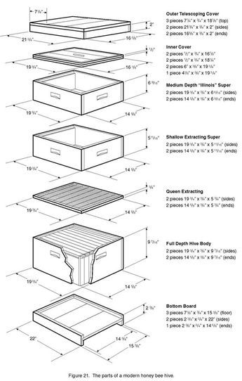 Langstroth Hive Plans, Building A Beehive, Bee Hives Boxes, Bee Template, Langstroth Hive, Bee Farming, Bee Hive Plans, Backyard Beekeeping, Bee Boxes