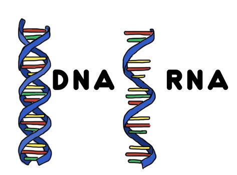 JsmnLD Dna Drawing, Nucleic Acid, Biology, Digital Drawing, Drawings, Quick Saves