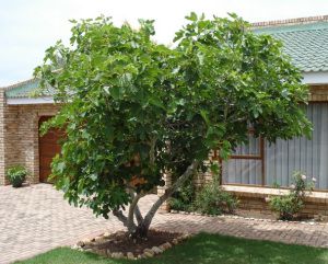 Dwarf fig tree Tree Garden Design, Fig Tree Plant, Tree Borders, Tree Lined Driveway, Ficus Tree, House Landscape, Fig Tree, Garden Trees, Lush Garden