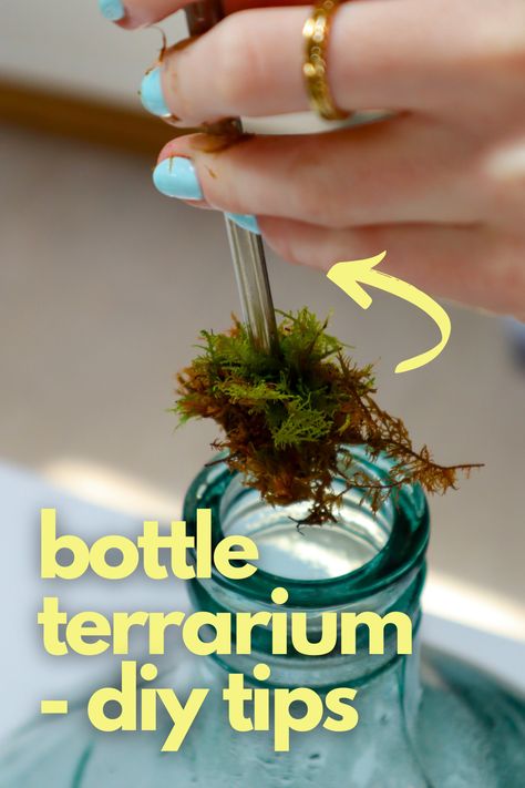 Ready to embark on a DIY bottle terrarium project? Whether it's water, wine, or whisky, your next creative venture is just a few sips away. Explore the world of bottle terrariums, from simple to expert-level projects, based on your container choice... and how much you've had to drink. Join us for a step-by-step guide on crafting a bottle terrarium from the ground up. We'll dive into the best plant options, container ideas, and fun project inspirations. Wine Bottle Terrarium Diy, Glass Jug Terrarium, Liquor Bottle Terrarium, Whiskey Bottle Terrarium, Terrarium In A Bottle, Open Terrarium Ideas Diy, How To Build A Terrarium, Glass Bottle Plants Ideas, Bottle Terrarium Diy