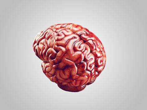 Realistic brain illustration Premium Pho... | Premium Photo #Freepik #photo #brain Real Brain Pictures, Realistic Brain Drawing, Brain Illustration Art, Brain Reference, Brain Photography, Brain Photo, Real Brain, Brain Pattern, Human Structure