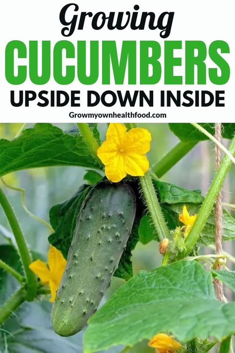 Looking to add something new to your old gardening technique, learn about growing cucumbers upside down indoors! Small space gardening tip. Garden Planters Diy, Carrot Gardening, Herb Garden Pots, Vegetable Garden Planner, Bucket Gardening, Medicinal Garden, Growing Cucumbers, Vegetable Garden Diy, Garden Insects