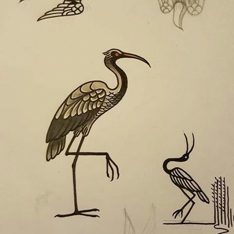 Ibis Bird Tattoo, Thoth Egypt Tattoo, Ibis Tattoo, Ibis Illustration, Ibis Drawing, Chicken Tattoo, Egypt Tattoo, Casual Art, Egyptian Tattoo