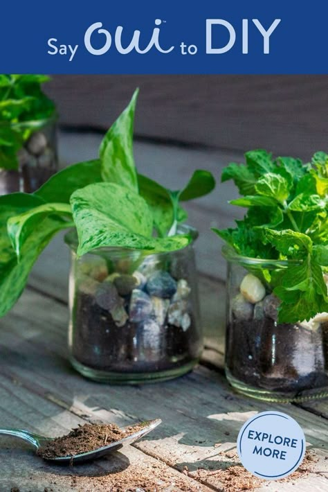 Say Oui to DIY! Turn your empty Oui by Yoplait glass pot into the perfect little plant pot for indoor or outdoor decor. Click the link to buy Oui by Yoplait now. Oui Jars, Plant Obsession, Pots Ideas, Jars Diy, Tattoo Plant, Gardening Planting, Glass Houses, Glass Pot, Plant Propagation