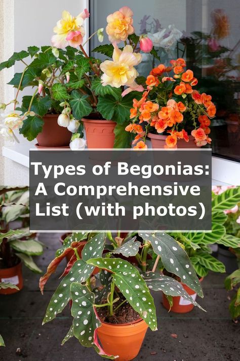 types of begonias in pots flowering Begonia Houseplant Varieties, Non Stop Begonias, Overwintering Begonias In Pots, Begonia Varieties And Names, Over Wintering Begonias, Indoor Begonia House Plants, Different Types Of Begonias, Begonia Container Ideas, Begonia Landscaping Front Yards